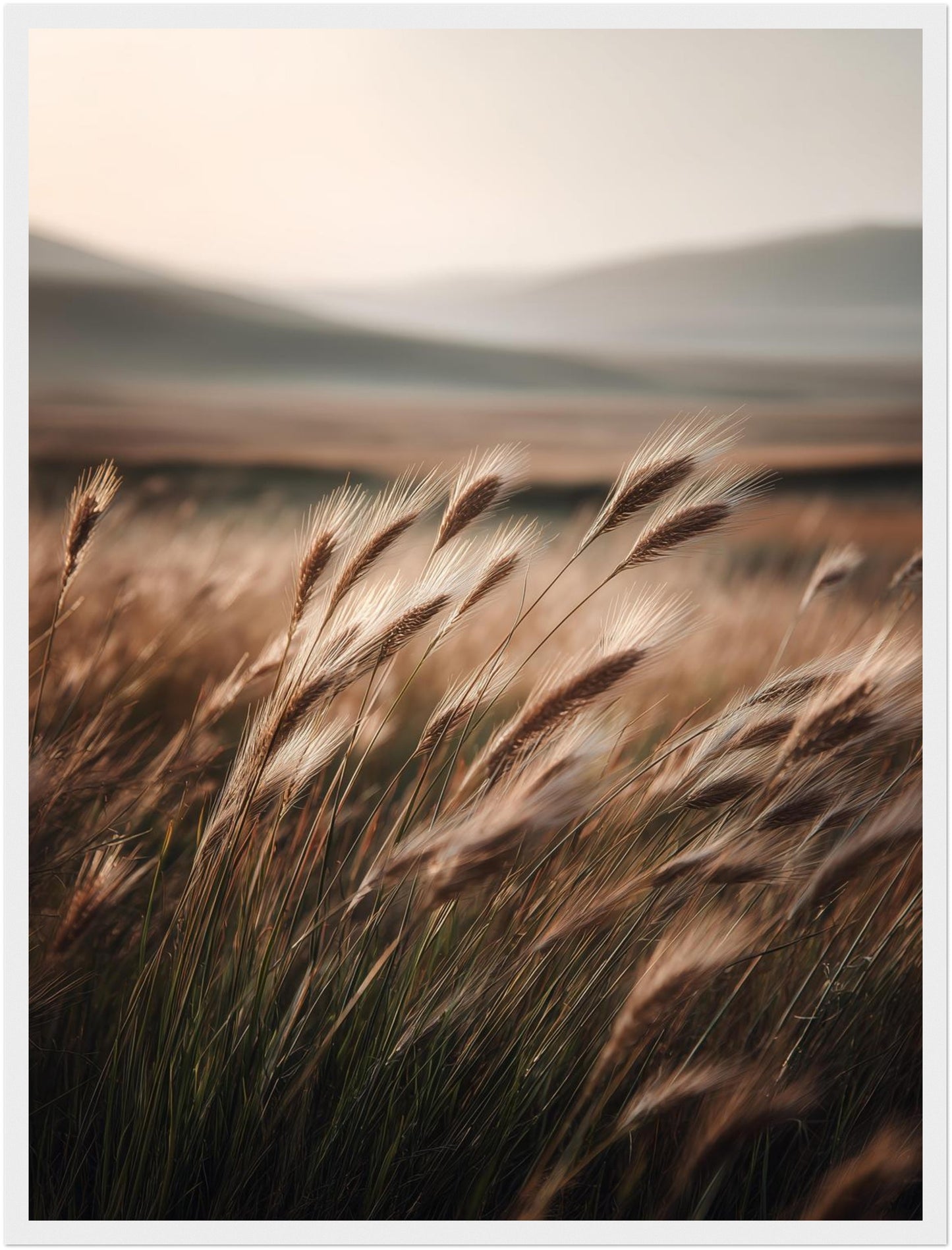 Hohes Gras im Wind Poster