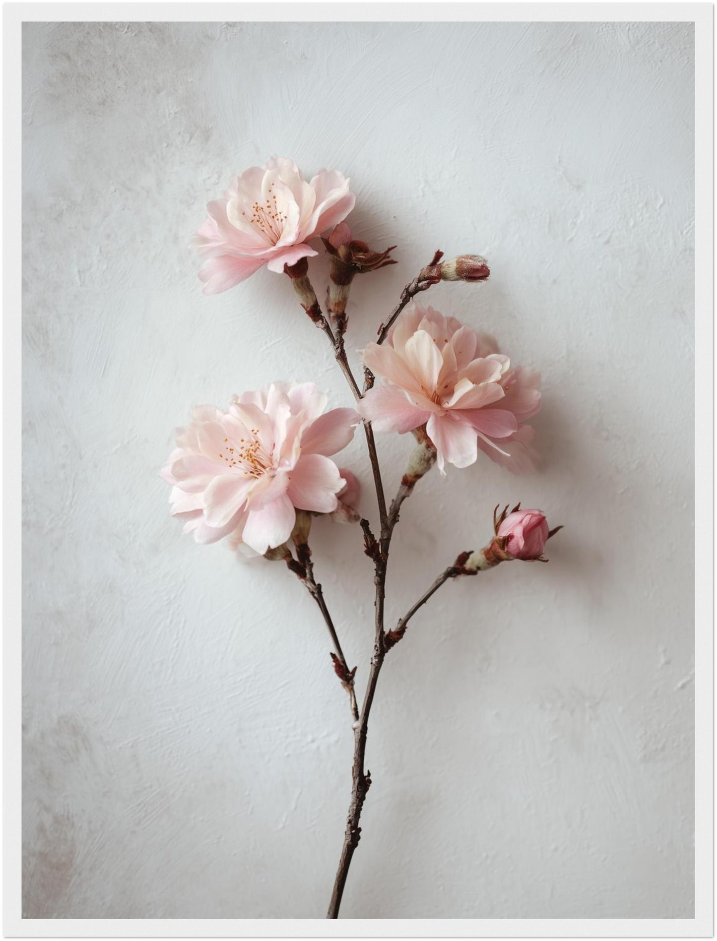 Rosa Blütenzweig Poster