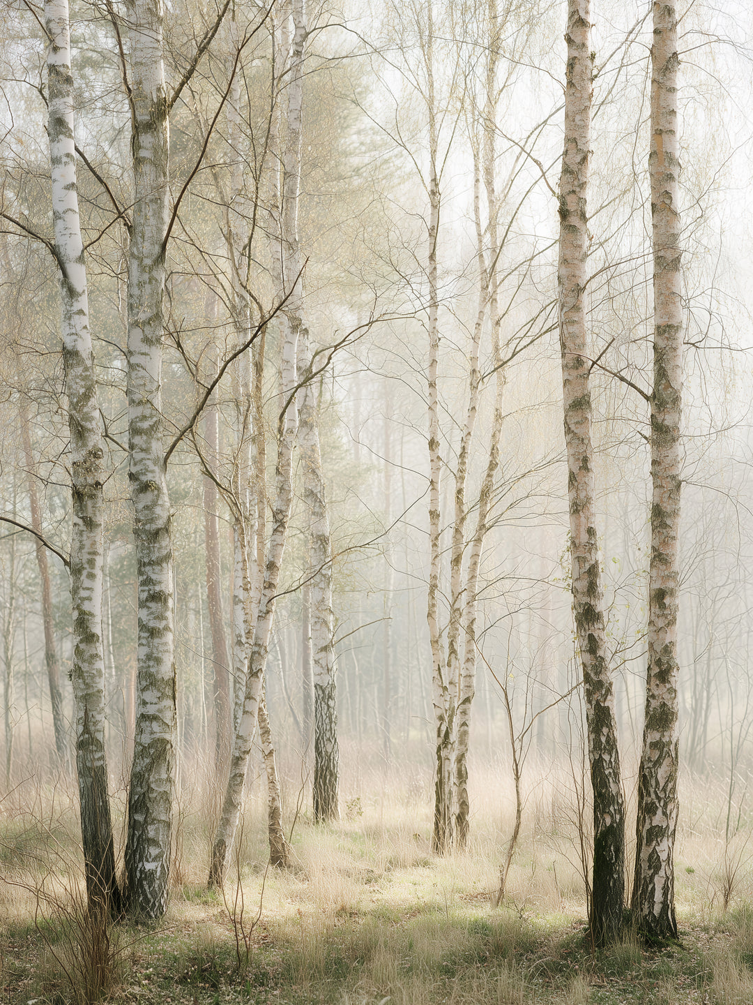 Birkenwald im Morgenlicht  – Wandkunst