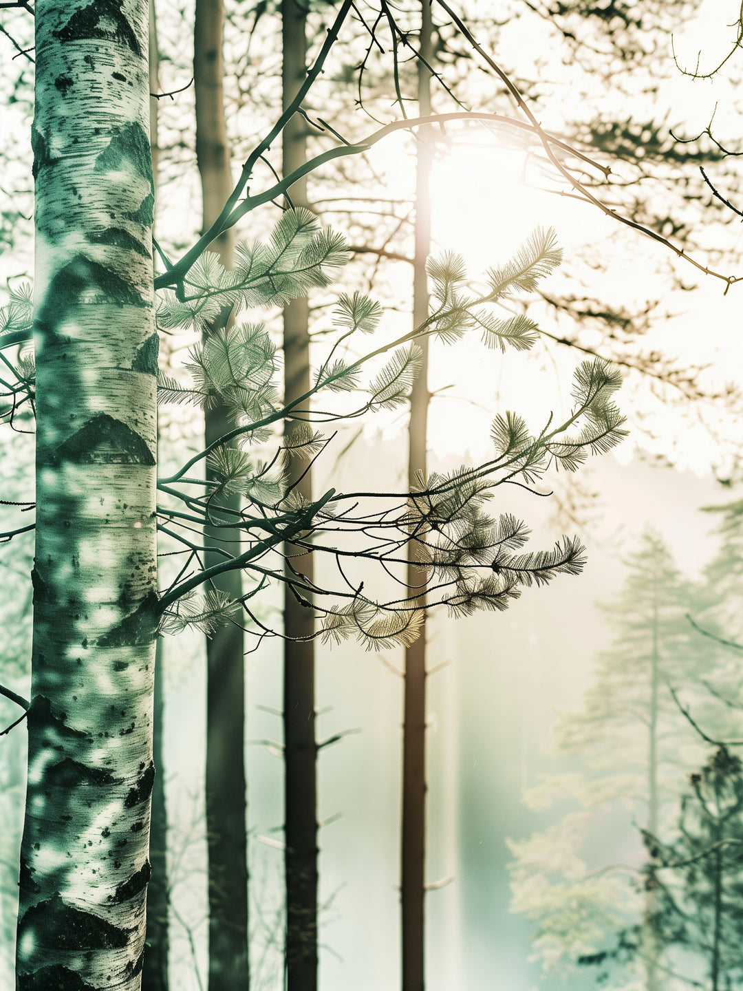 Birkenwald im Morgennebel Landschaft – Wandkunst