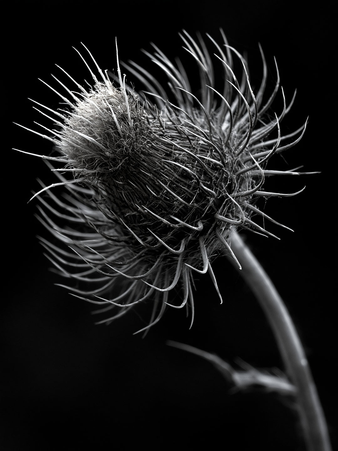 distel-nahaufnahme Leinwandbild – Leinwandbild