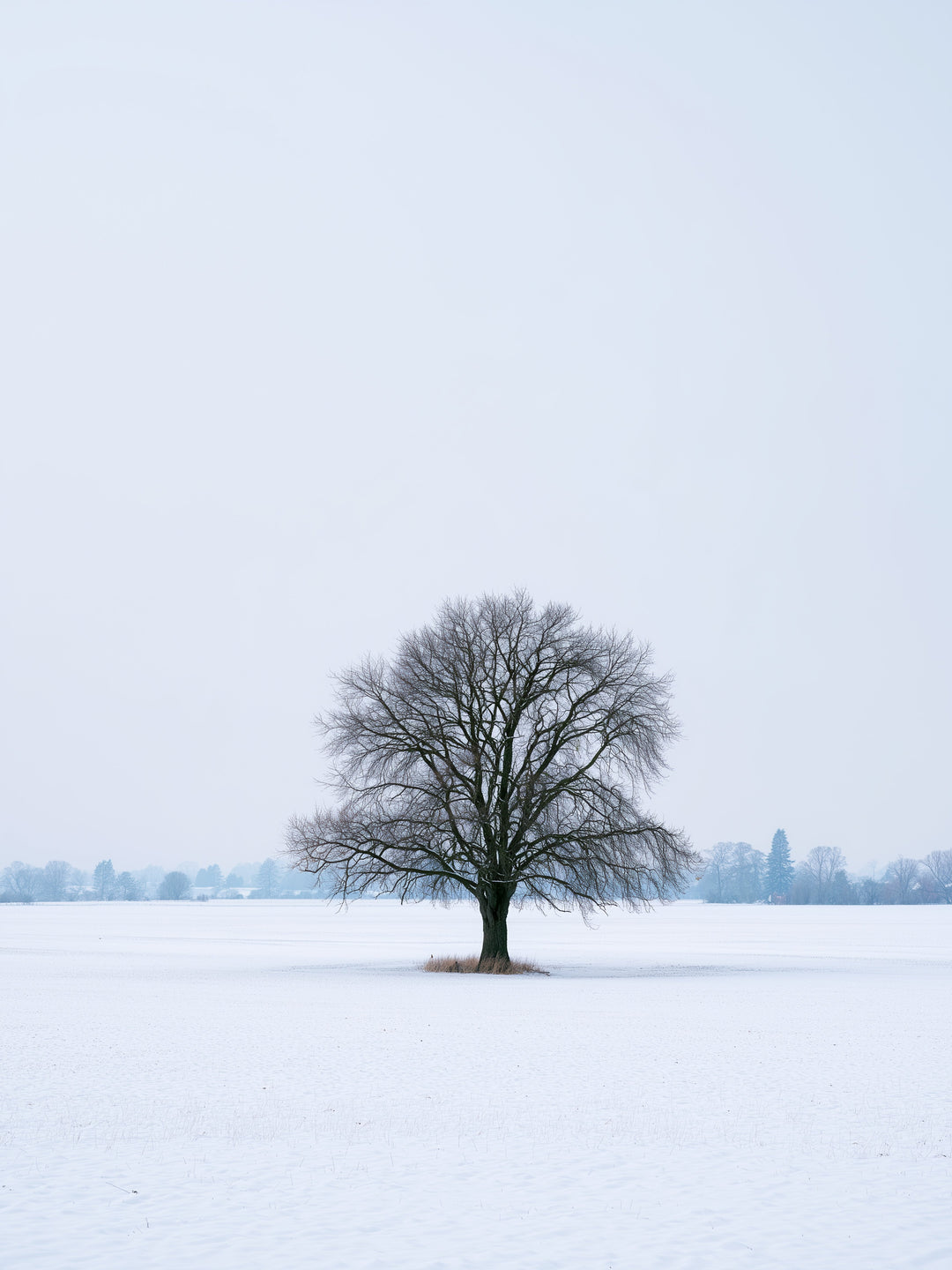Einsame Linde im Schnee Leinwandbild – Leinwandbild
