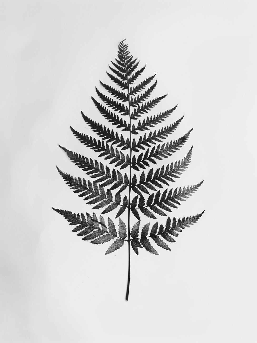 Farnblatt Silhouette  – Wandkunst