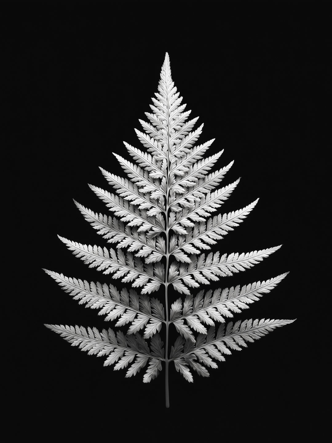 Farnblatt Symmetrie  – Wandkunst
