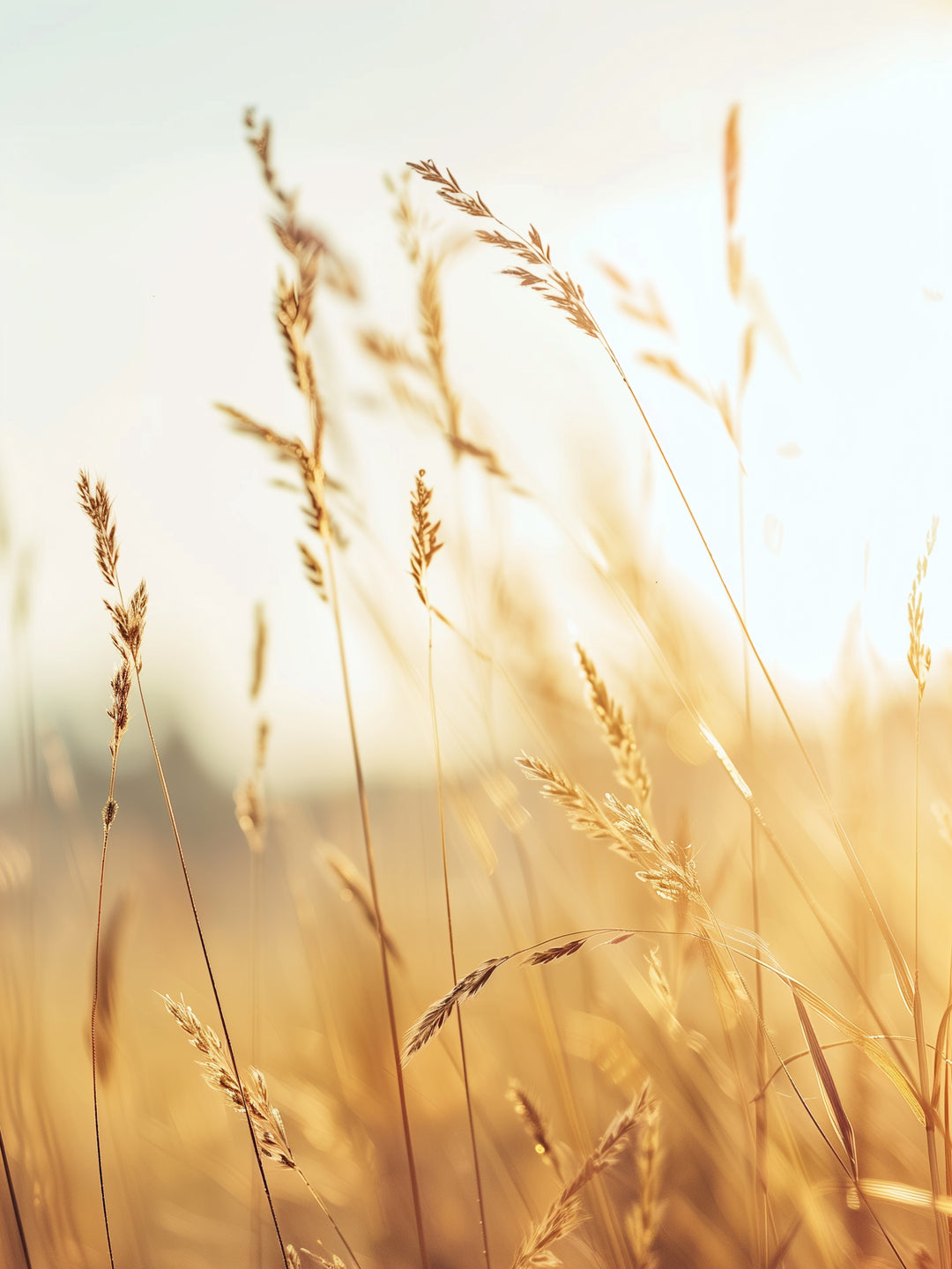 Goldene Gräser im Sonnenlicht Landschaft – Wandkunst