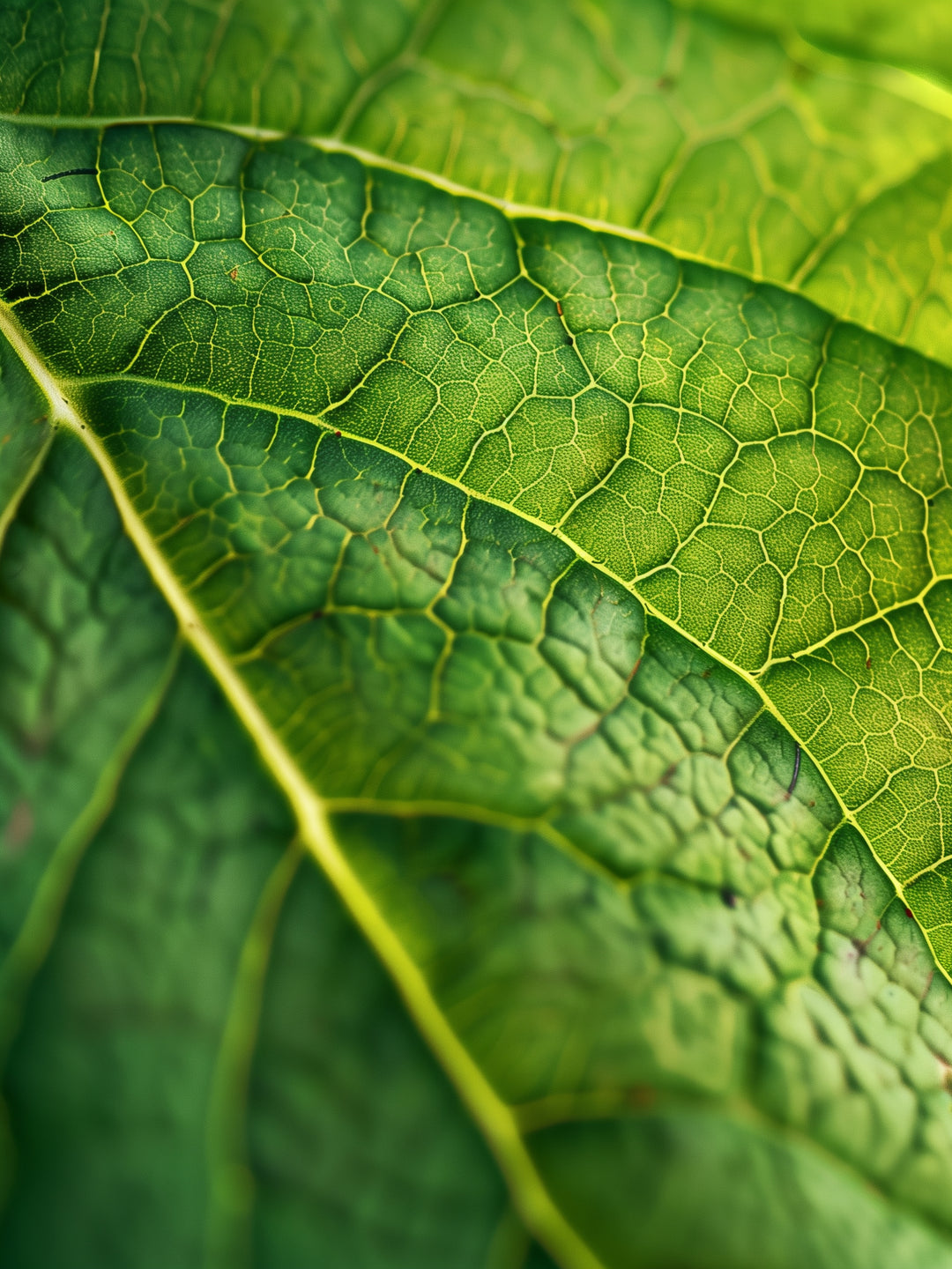 Grünes Blatt Makro Landschaft – Wandkunst