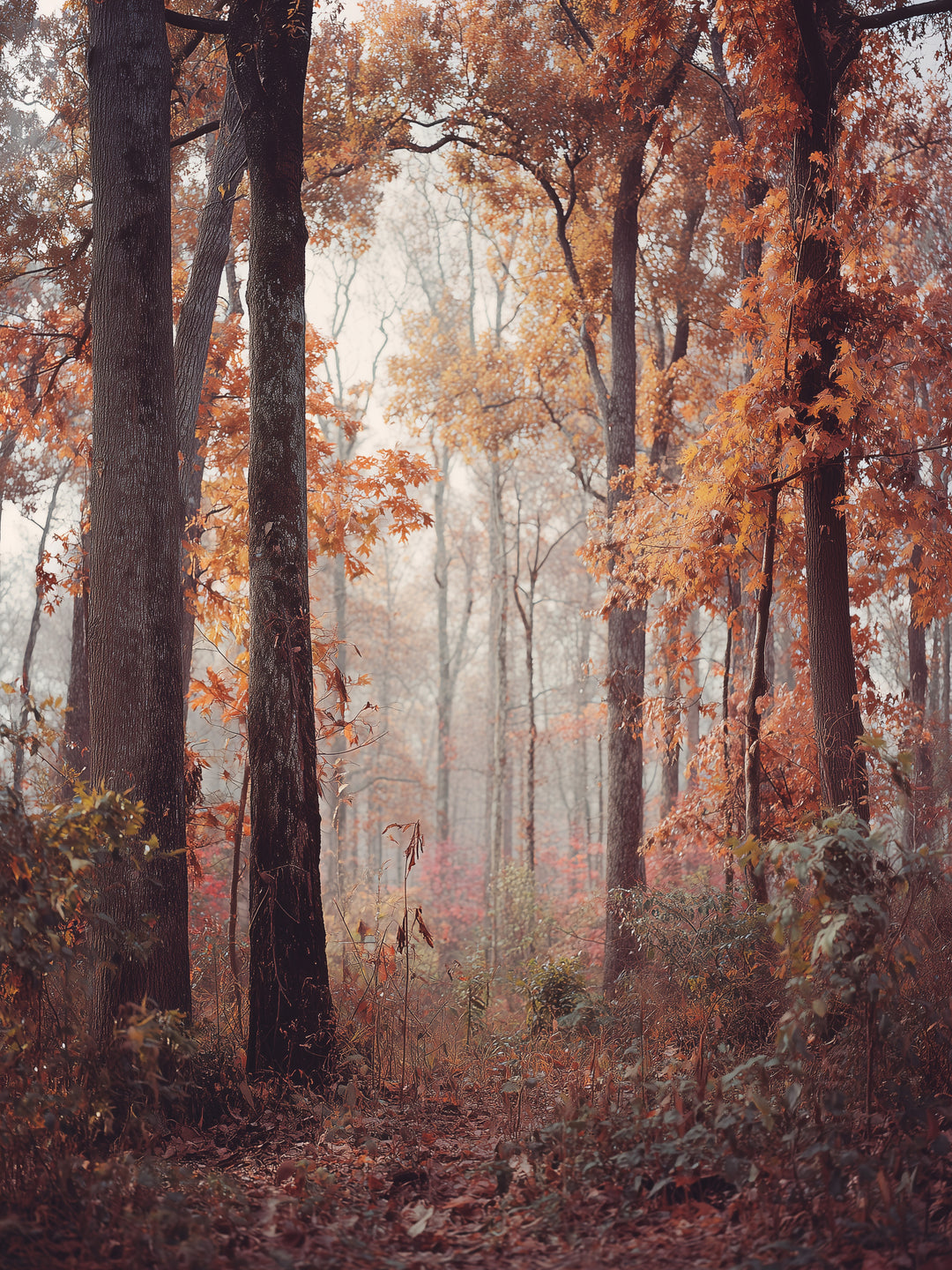 Herbstlicher Laubwald  – Wandkunst