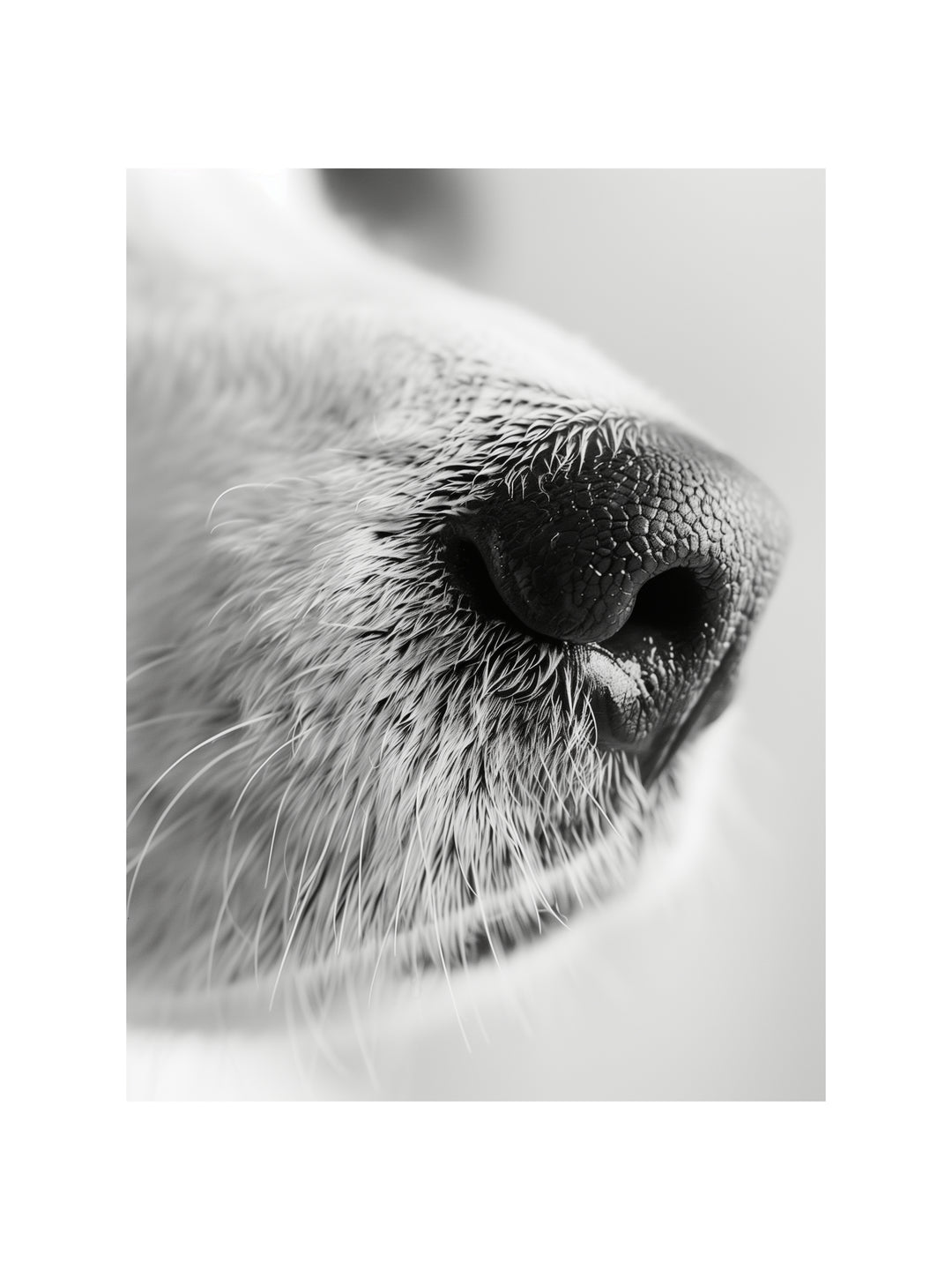 Hundeschnauze Nahaufnahme schwarz weiß – Wandkunst