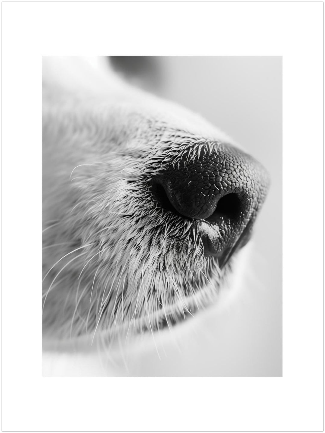Hundeschnauze Nahaufnahme Leinwandbild – Ohne Rahmen – Produktfoto