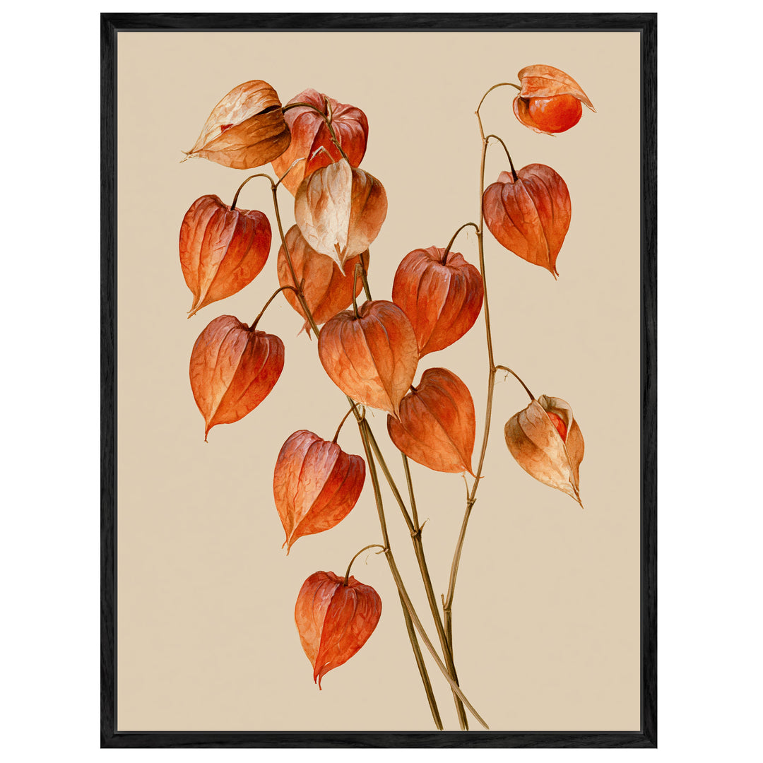 Rote Lampionblumen im Herbst Leinwandbild – Leinwandbild