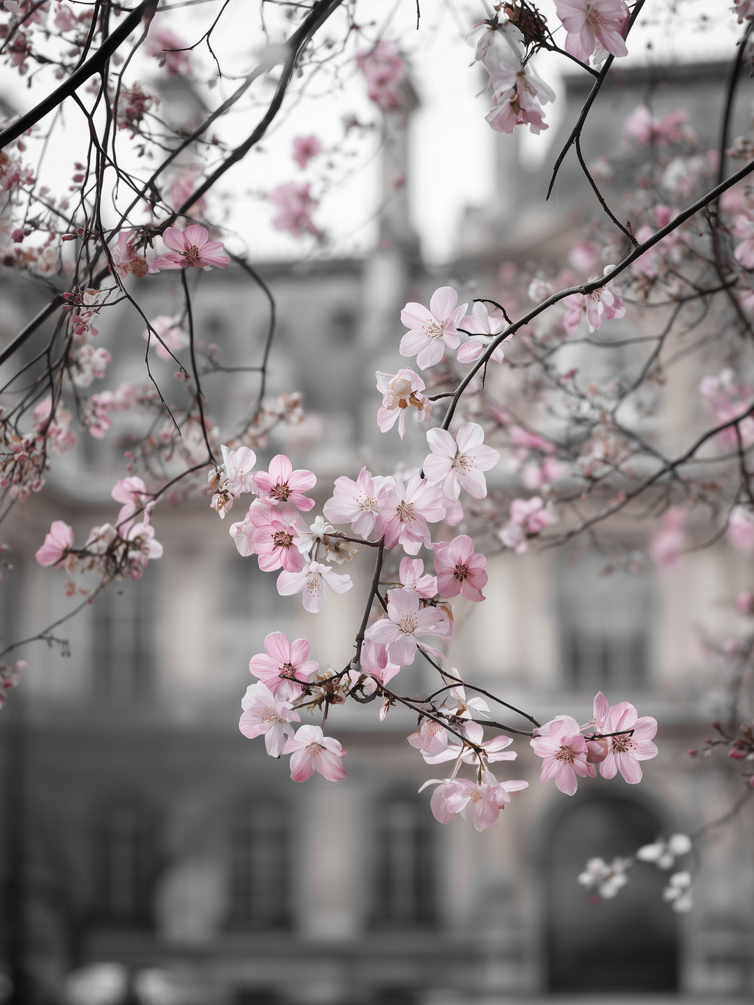 Kirschblüten vor Stadtfassade  – Wandkunst