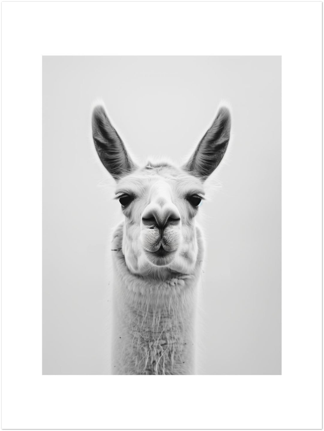 Lama Schwarzweiss Portrait Leinwandbild – Ohne Rahmen – Produktfoto