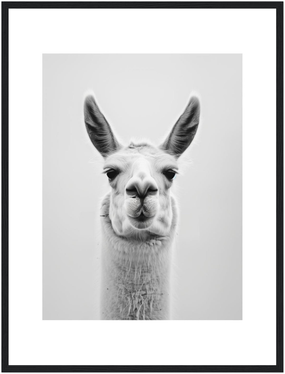 Lama Schwarzweiss Portrait Poster – Schwarzer Rahmen – Produktfoto