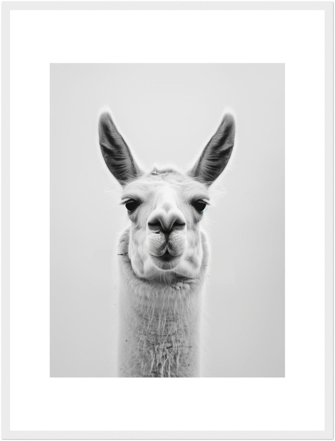 Lama Schwarzweiss Portrait Poster – Weißer Rahmen – Produktfoto