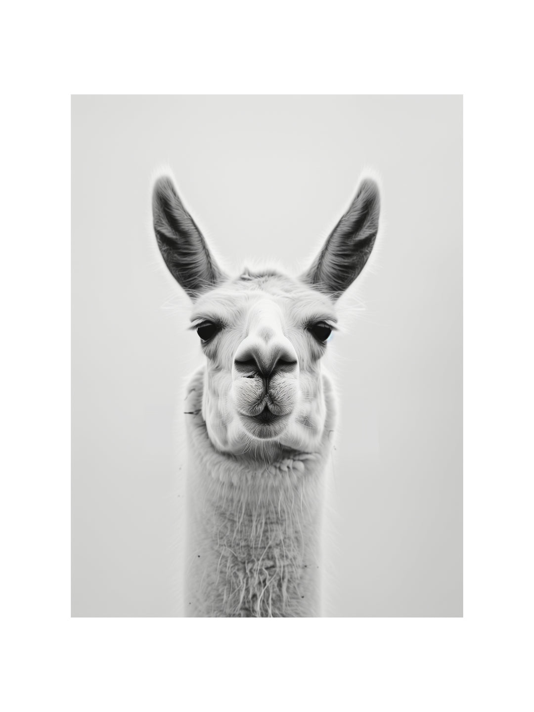 Lama Schwarzweiss Portrait schwarz weiß – Wandkunst