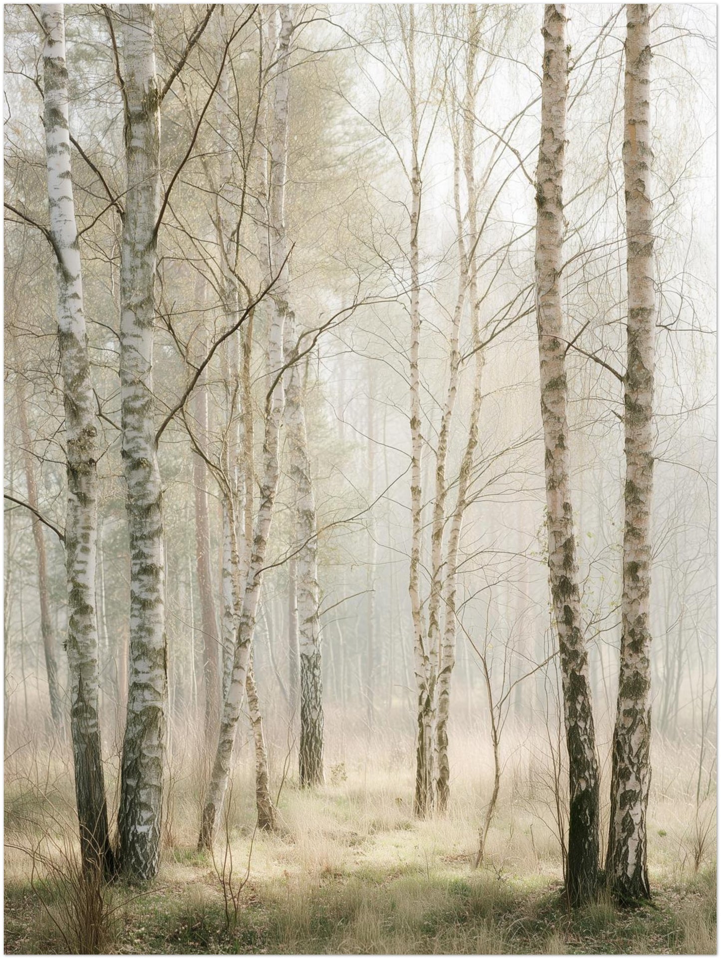 Birkenwald im Morgenlicht Leinwandbild