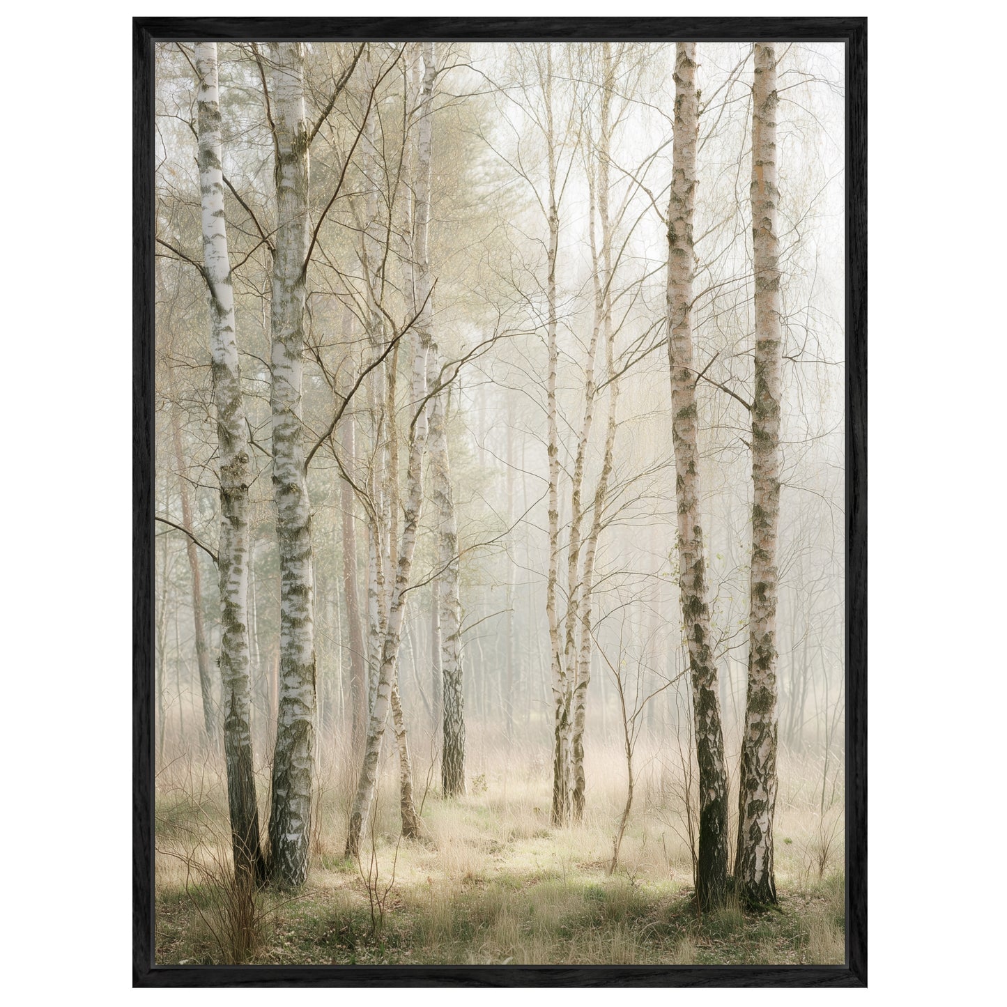 Birkenwald im Morgenlicht Leinwandbild