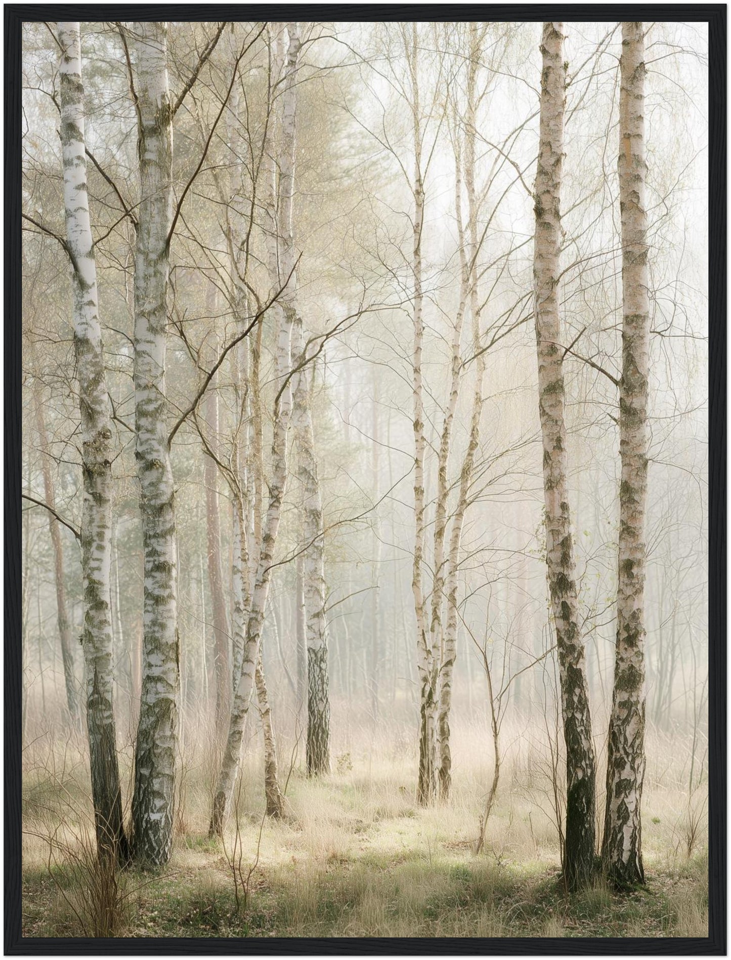 Birkenwald im Morgenlicht Poster