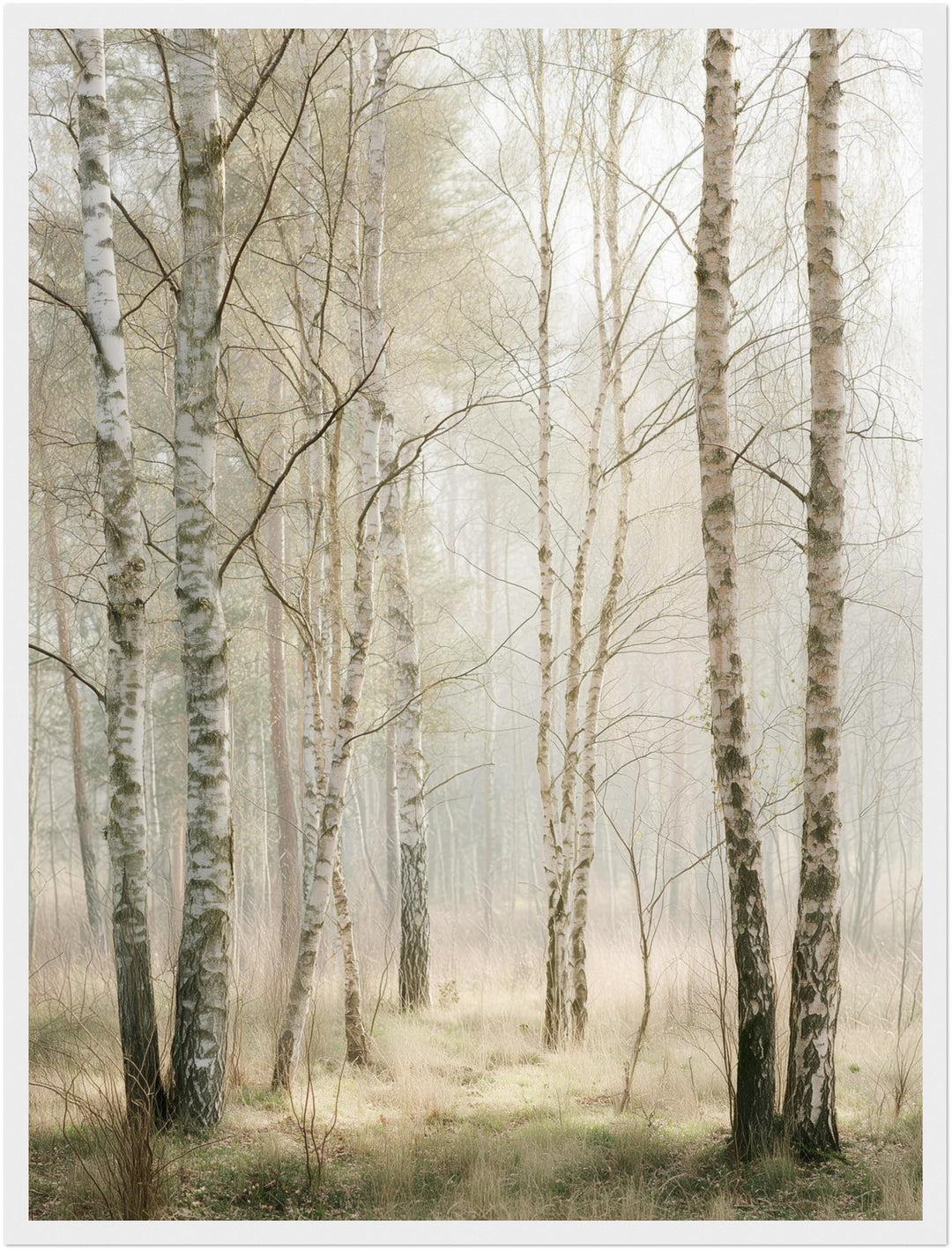 Birkenwald im Morgenlicht Poster abstrakt – mattes Kunstdruck-Papier – Ansicht 6