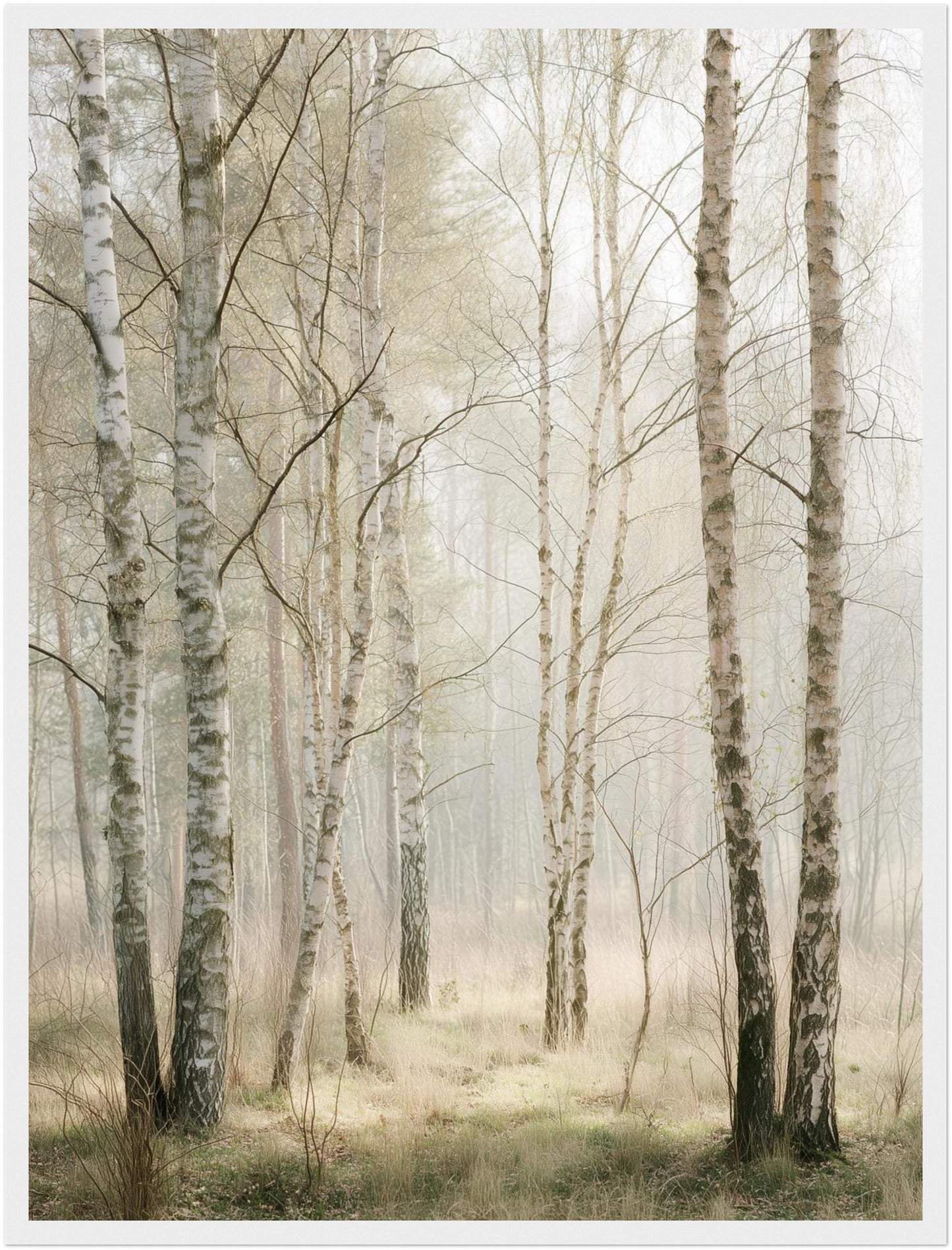 Birkenwald im Morgenlicht Poster