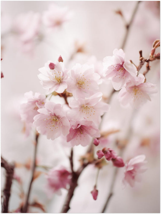Blühende Kirschzweige Poster