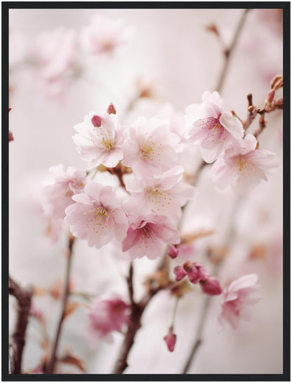 Blühende Kirschzweige Poster