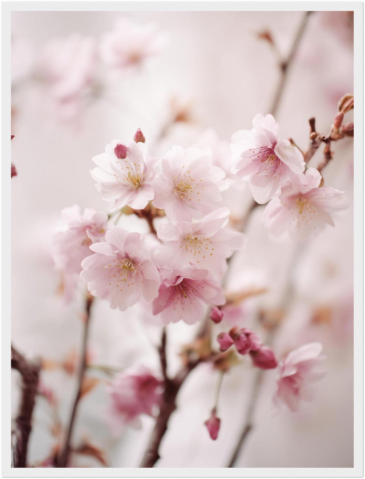 Blühende Kirschzweige Poster