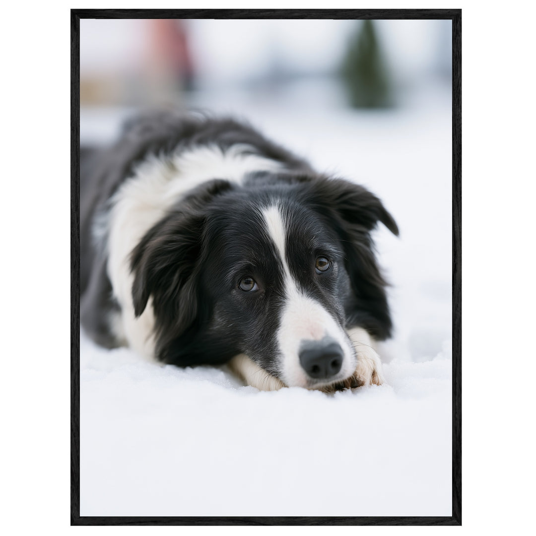 Border Collie im Schnee Leinwandbild – Leinwandbild