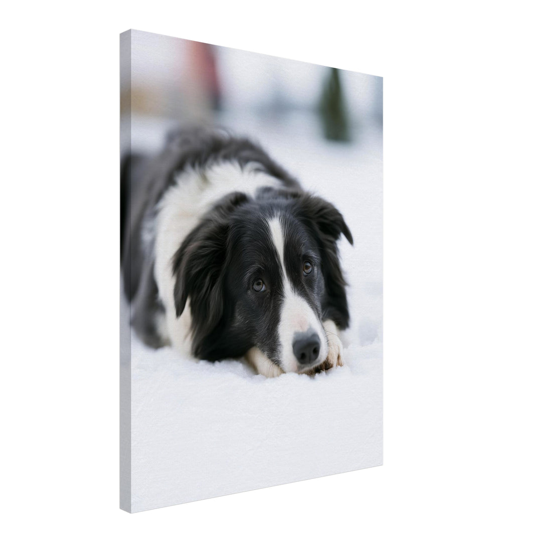Border Collie im Schnee Leinwandbild – Schräge Ansicht – Produktfoto