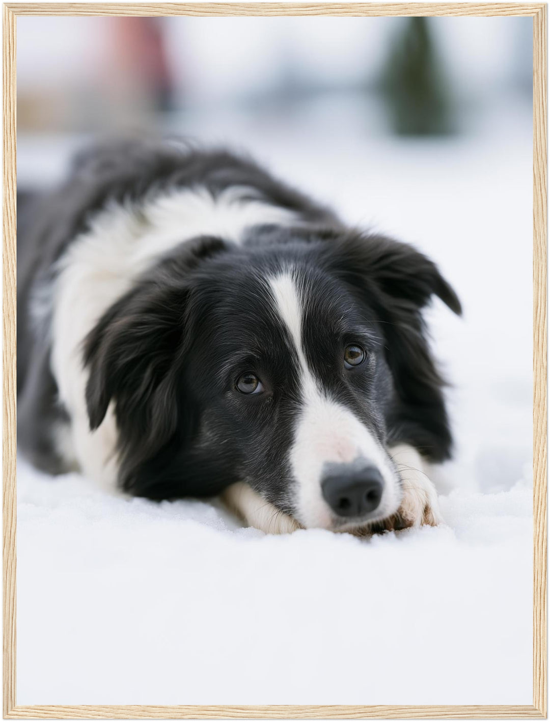 Border Collie im Schnee Poster – Holz natur Rahmen – Produktfoto