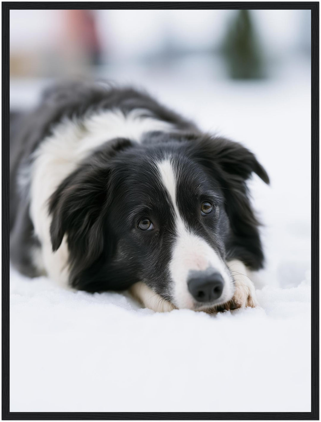 Border Collie im Schnee Poster – Schwarzer Rahmen – Produktfoto