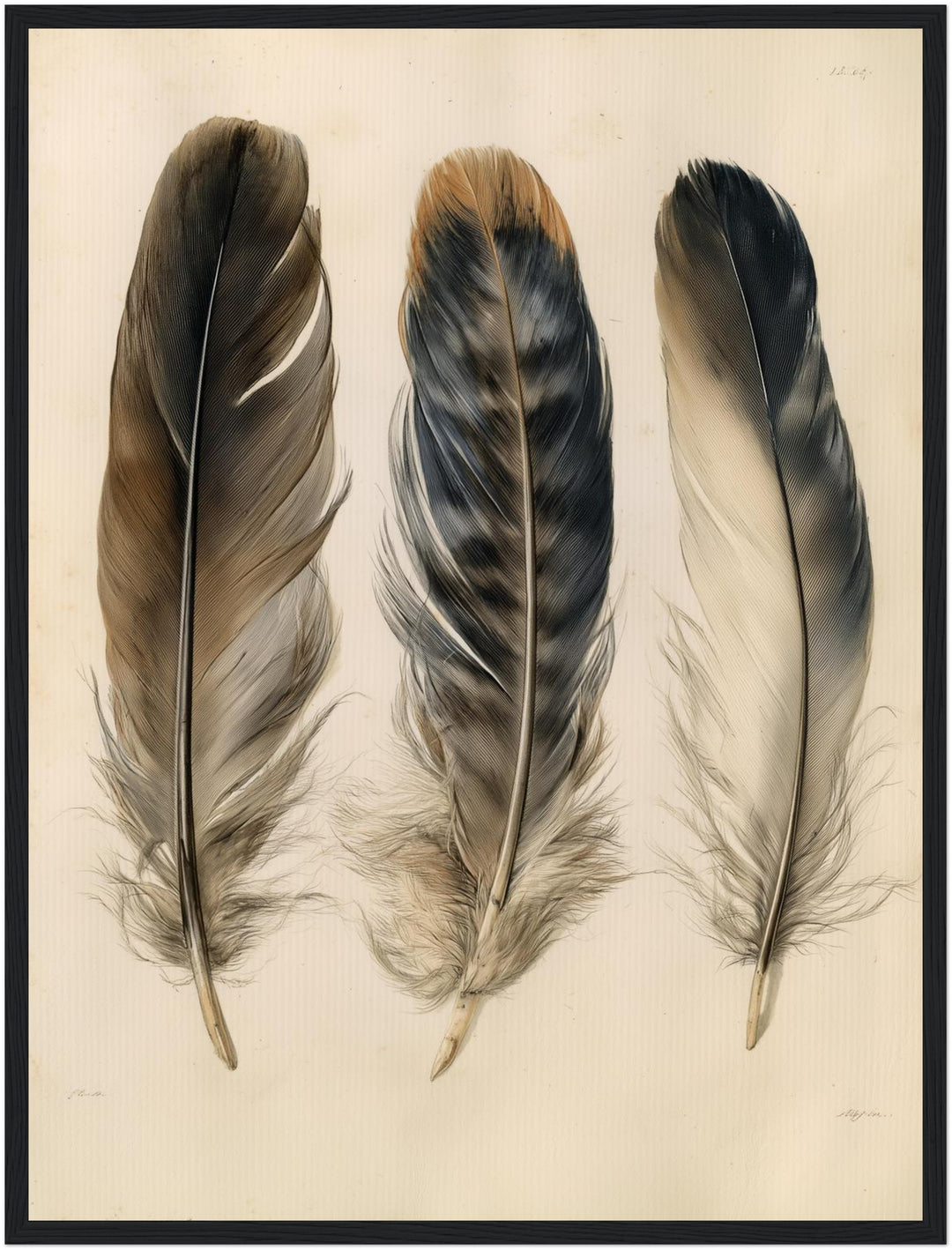 Drei Federn naturalistisch Poster – Schwarzer Rahmen – Produktfoto