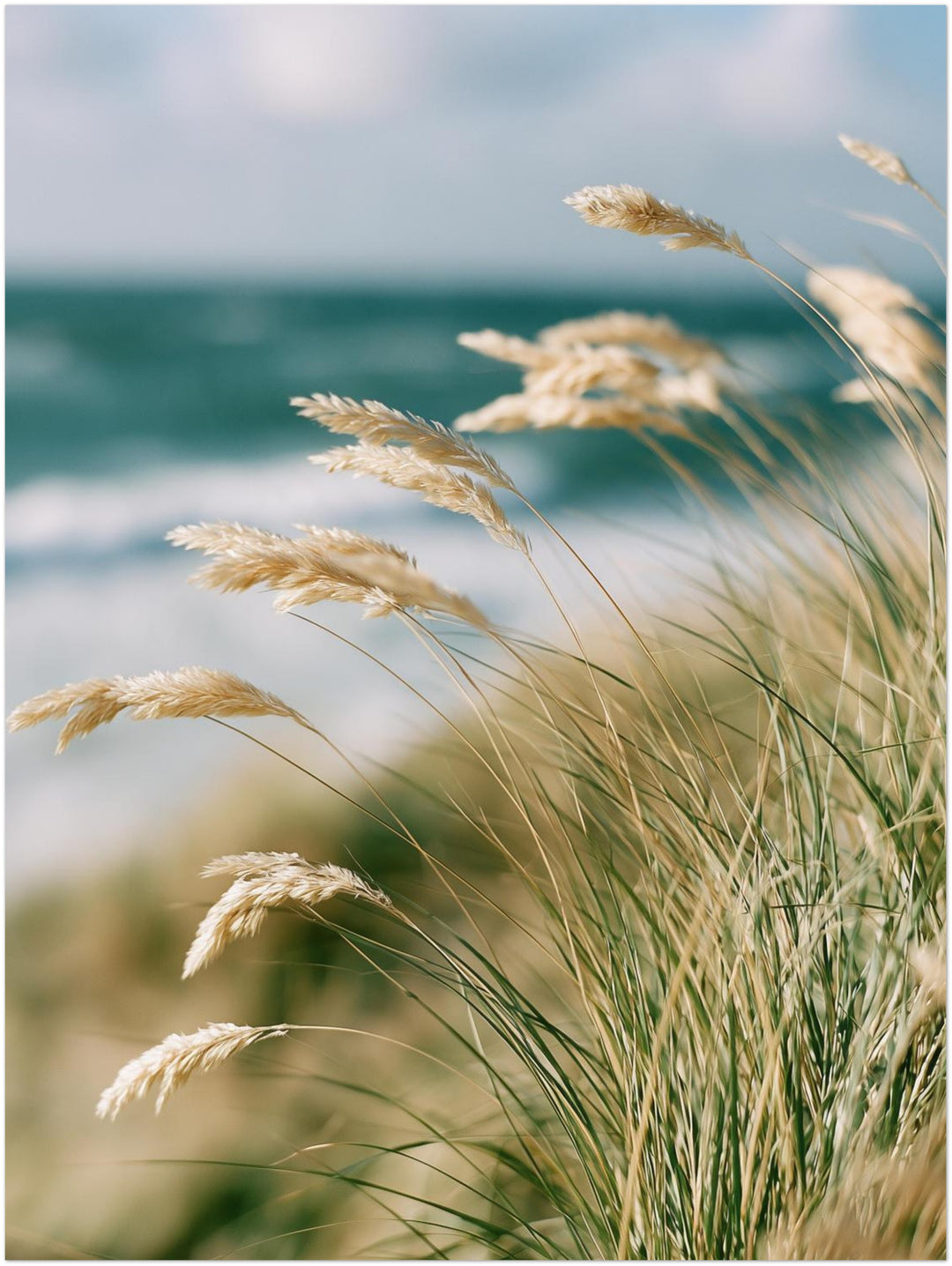 Dünengras am Meer Poster – Ohne Rahmen – Produktfoto