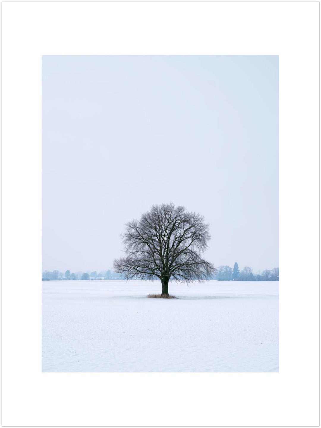 Einsame Linde im Schnee Leinwandbild – Ohne Rahmen – Produktfoto