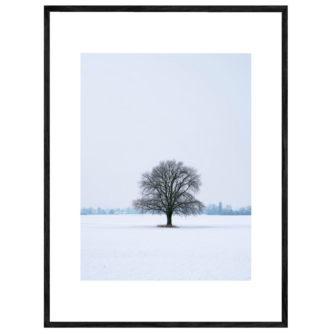 Einsame Linde im Schnee Leinwandbild – Leinwandbild