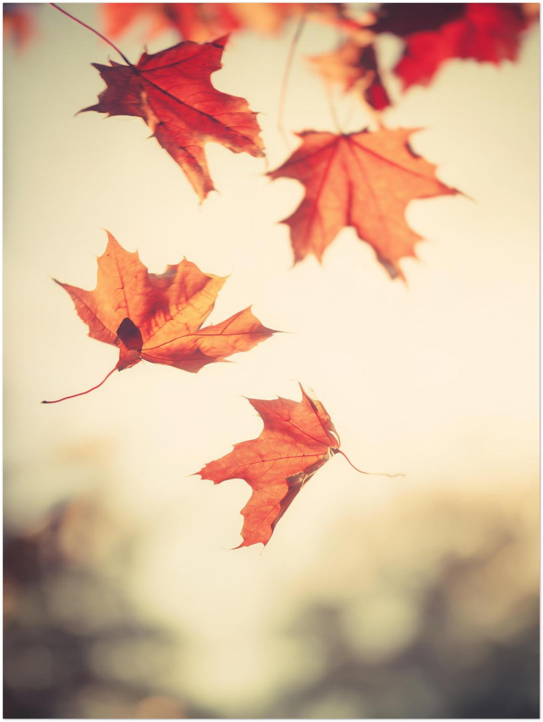 Fallende Ahornblätter im Herbst Leinwandbild – Ohne Rahmen – Produktfoto