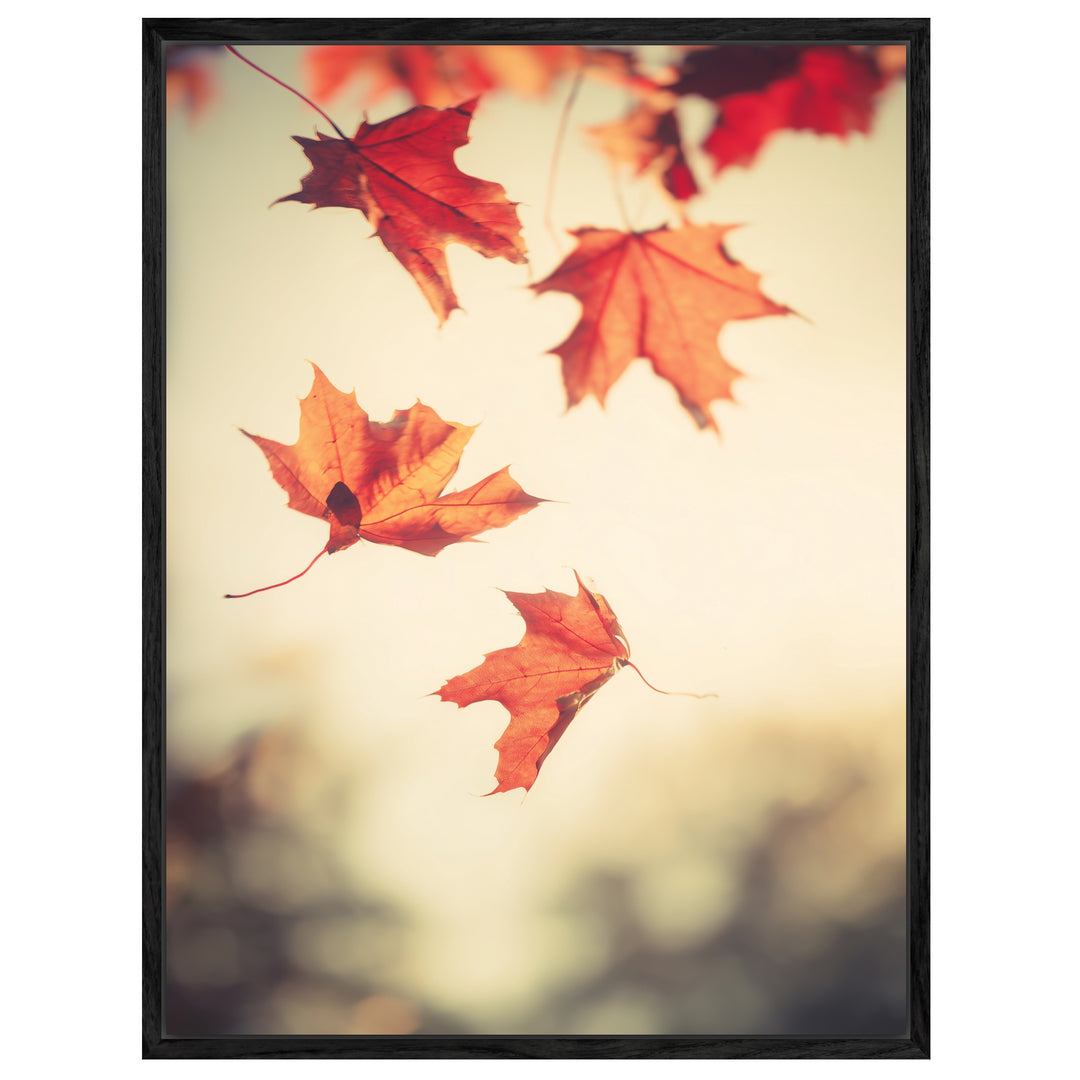 Fallende Ahornblätter im Herbst Leinwandbild – Leinwandbild