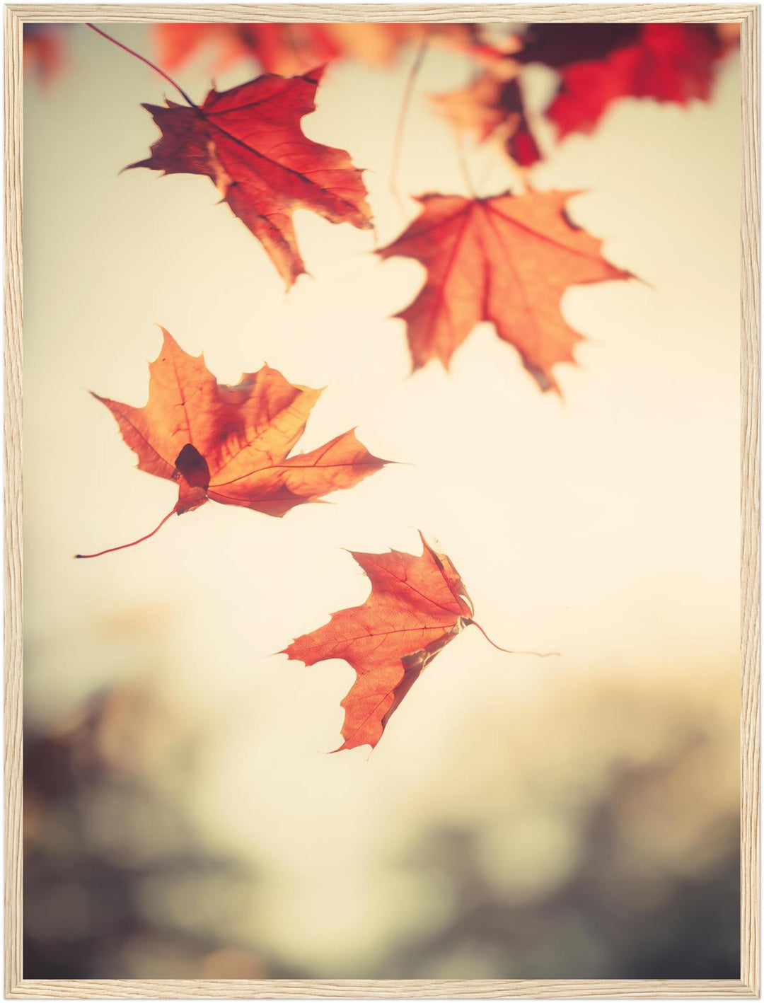 Fallende Ahornblätter im Herbst Poster – Holz natur Rahmen – Produktfoto