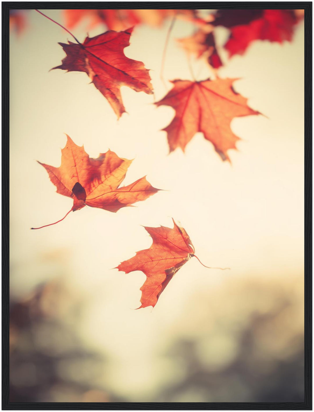 Fallende Ahornblätter im Herbst Poster – Schwarzer Rahmen – Produktfoto