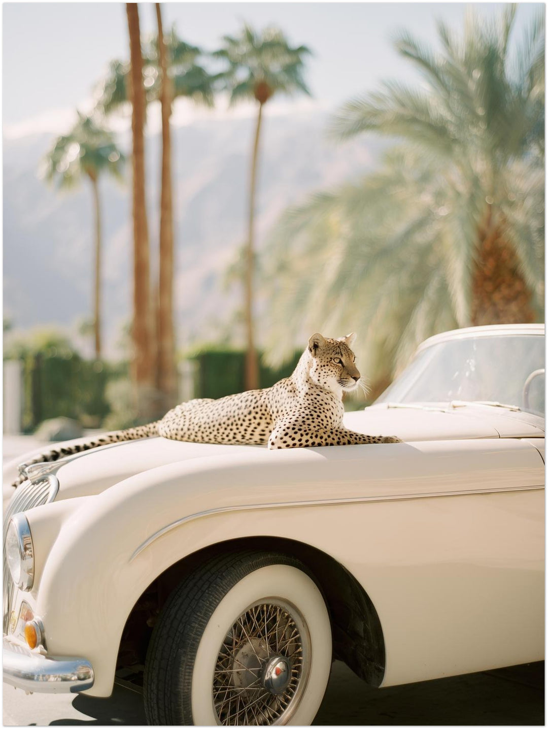 Gepard auf Creme-Cabrio Poster – Ohne Rahmen – Produktfoto