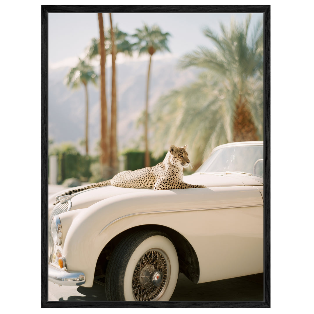 Gepard auf Creme-Cabrio Leinwandbild – Leinwandbild
