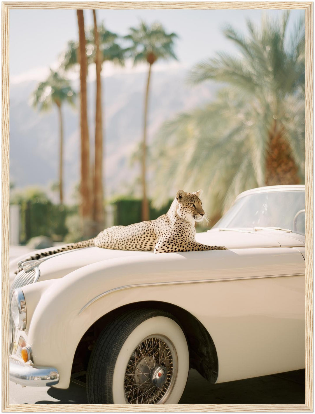Gepard auf Creme-Cabrio Poster – Holz natur Rahmen – Produktfoto