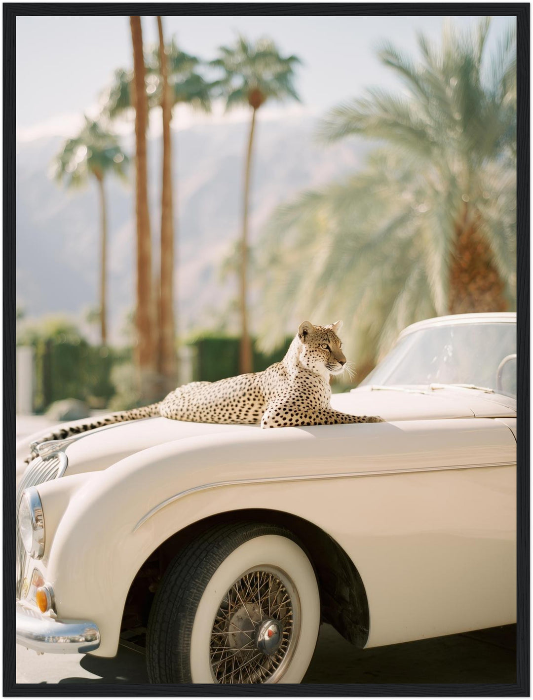 Gepard auf Creme-Cabrio Poster – Schwarzer Rahmen – Produktfoto