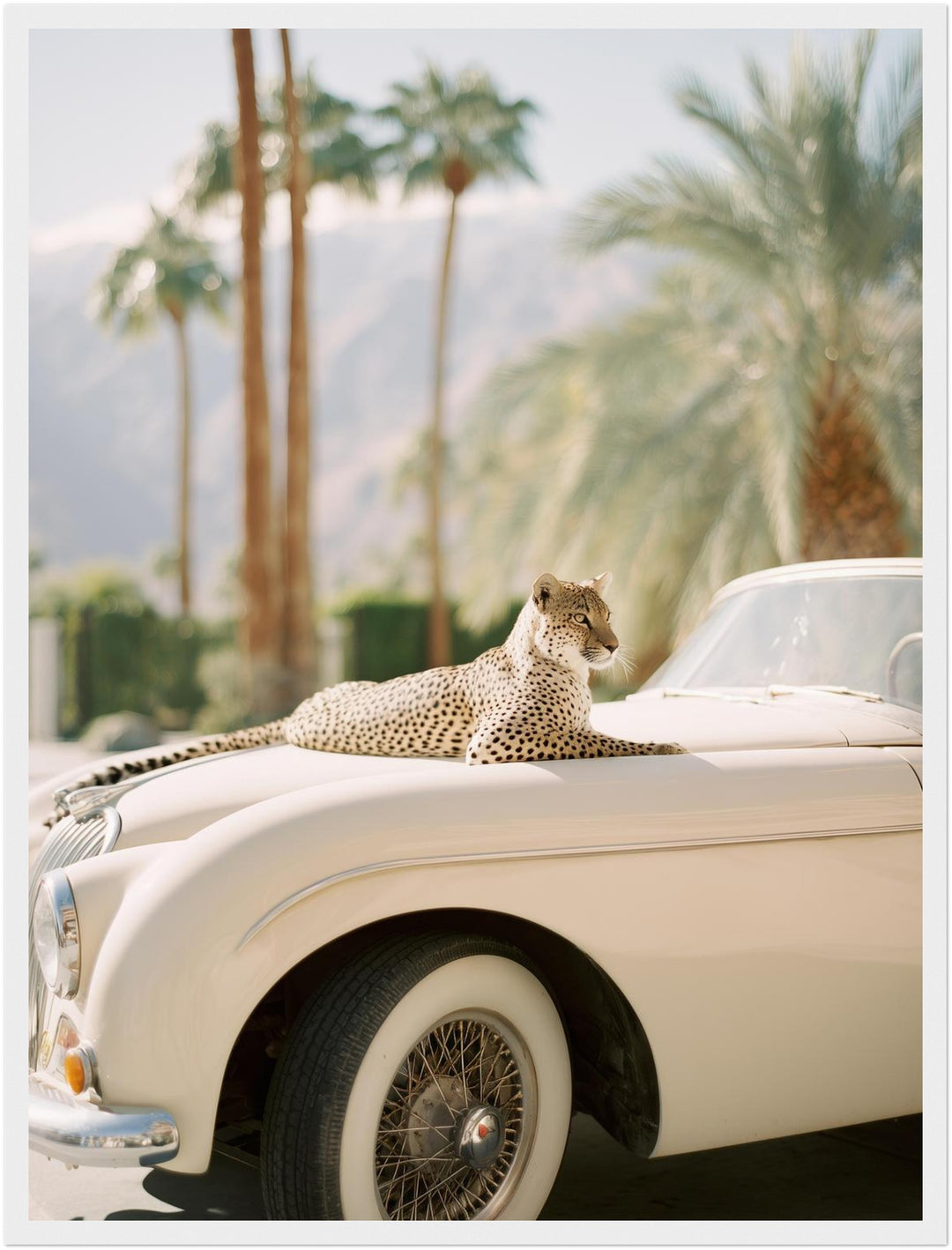 Gepard auf Creme-Cabrio Poster – Weißer Rahmen – Produktfoto