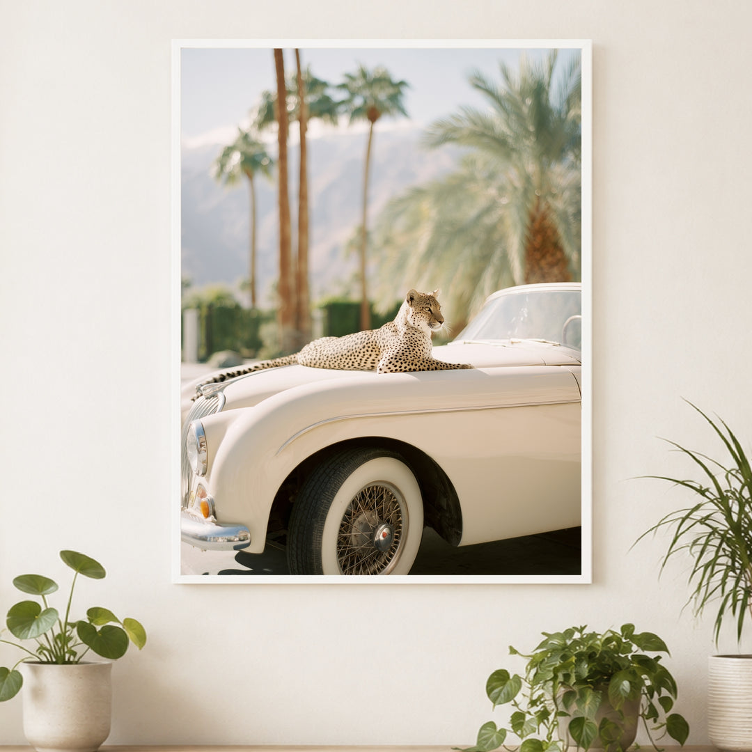 Gepard auf Creme-Cabrio Poster – Weißer Rahmen – Produktfoto