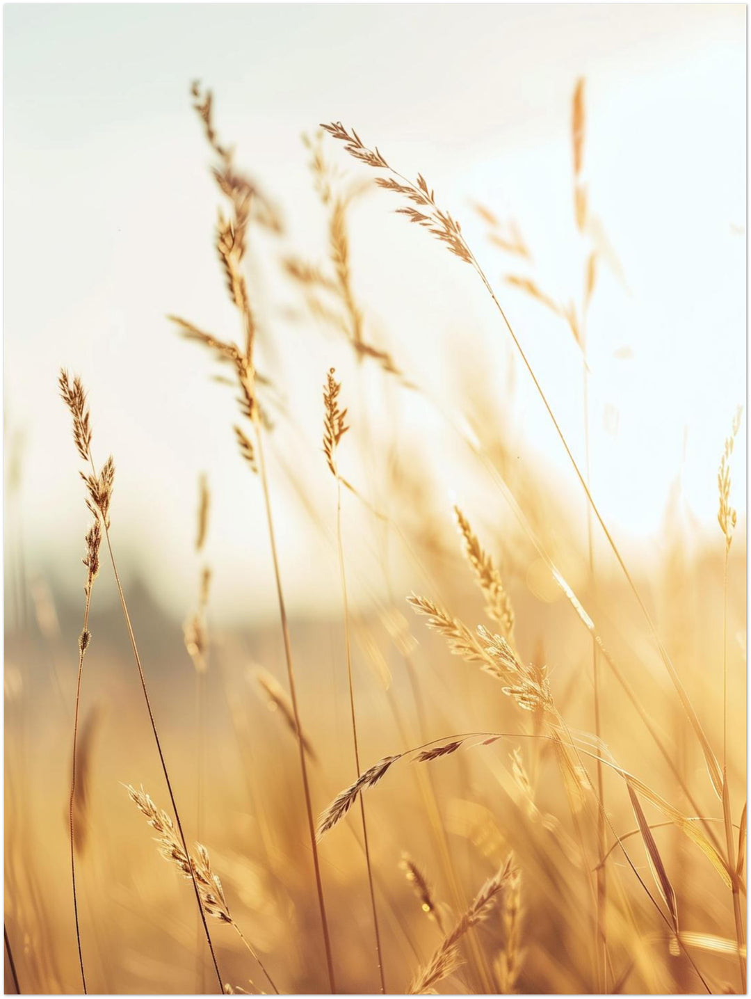 Goldene Gräser im Sonnenlicht Landschaft – Wandkunst