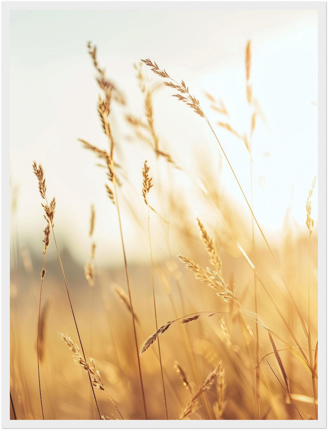 Goldene Gräser im Sonnenlicht Poster Landschaft – mattes Kunstdruck-Papier – Ansicht 6