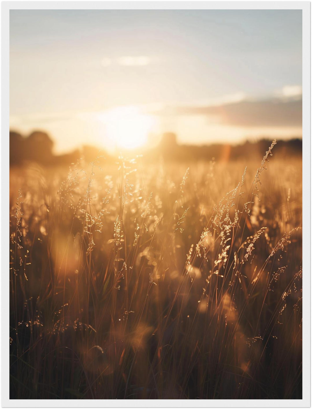 Goldenes Abendlicht im Grasfeld Poster – Weißer Rahmen – Produktfoto