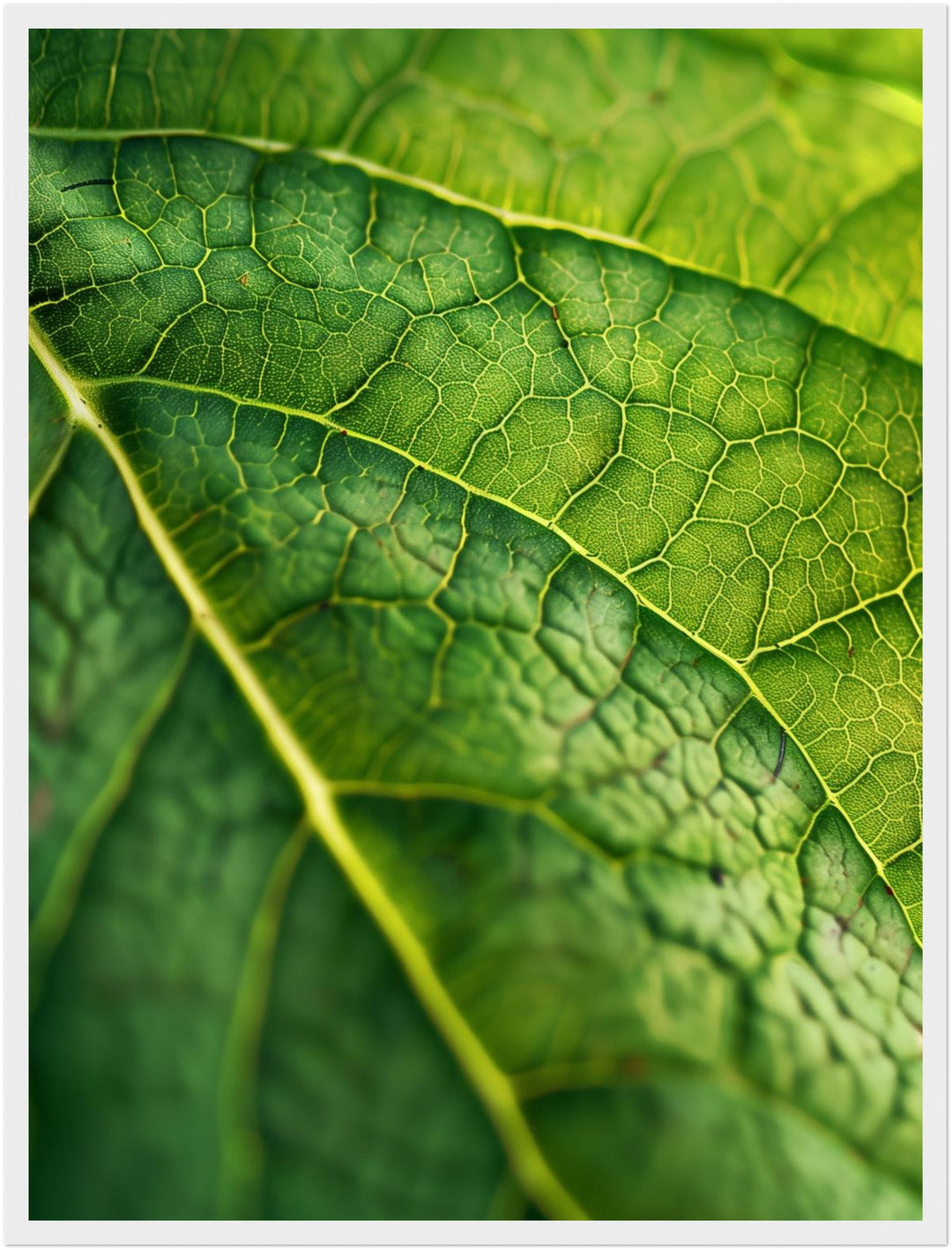 Grünes Blatt Makro Poster Landschaft – mattes Kunstdruck-Papier – Ansicht 6