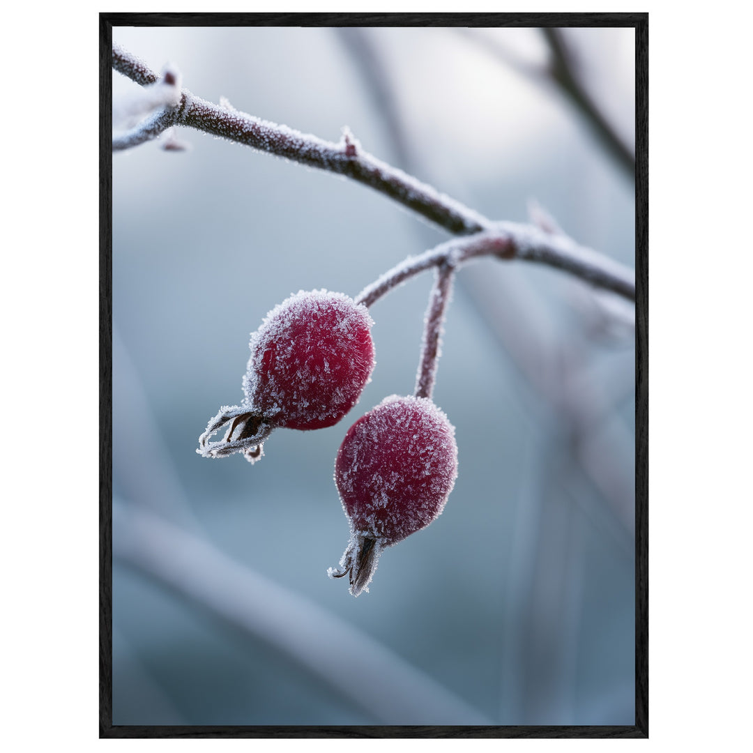 Hagebutten im Winterfrost Leinwandbild – Leinwandbild